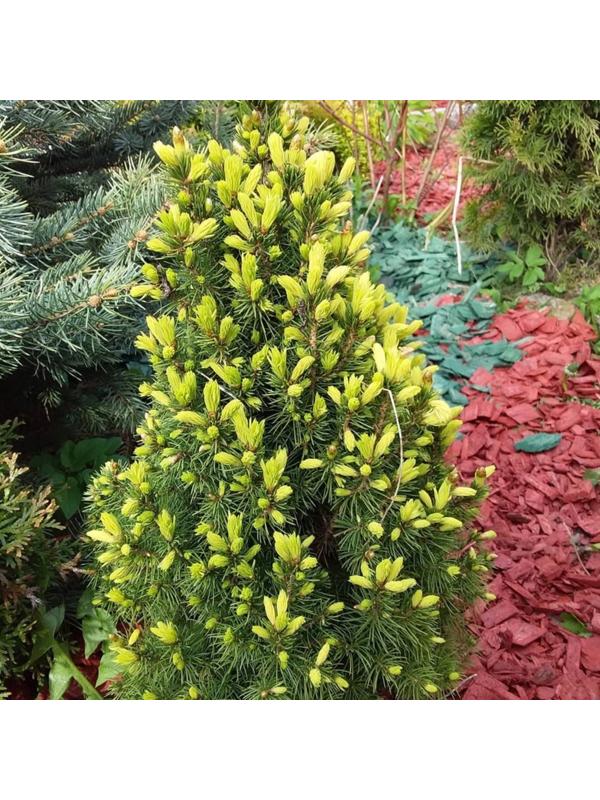 Ель канадская 