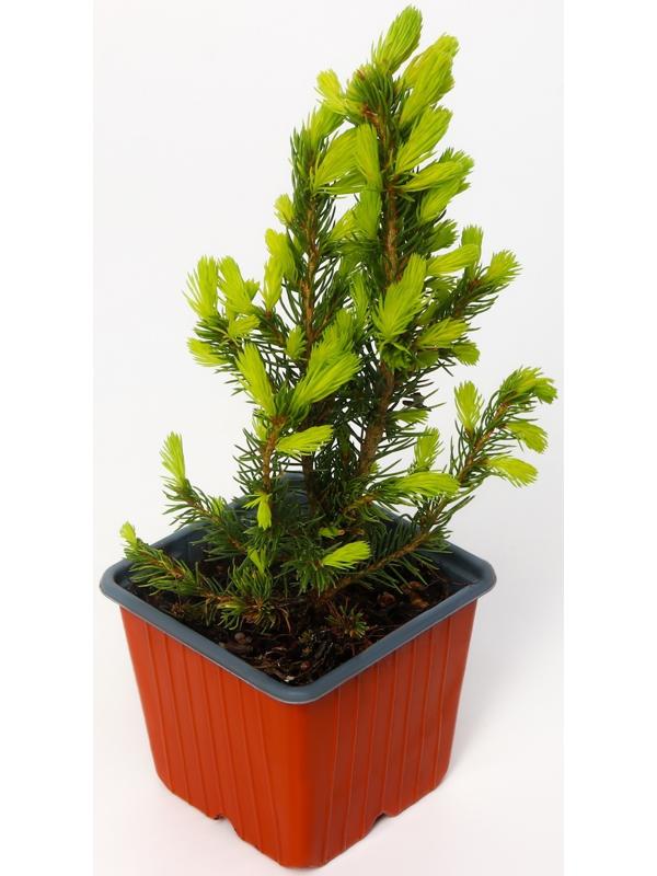 Ель канадская 