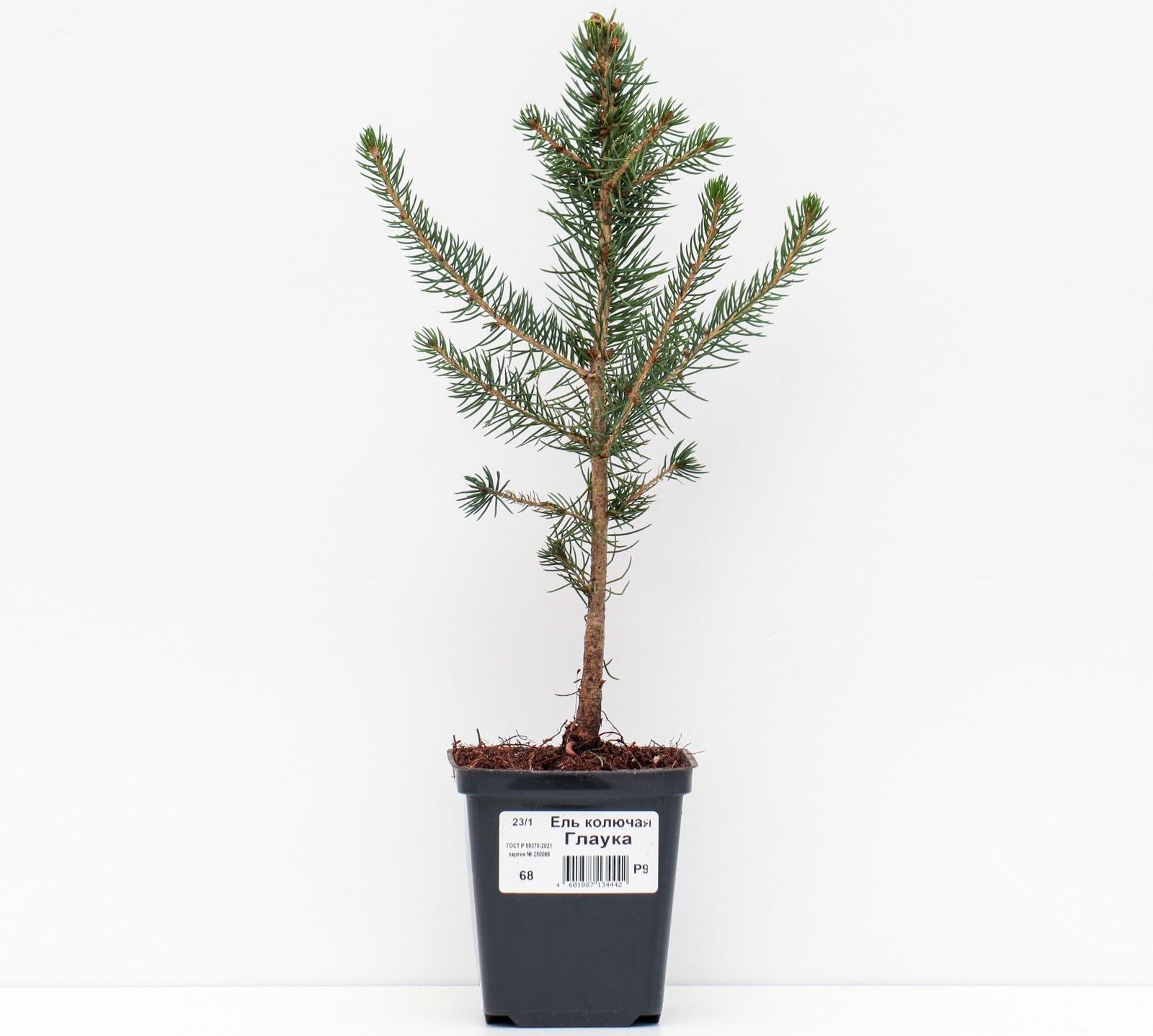 Ель колючая 