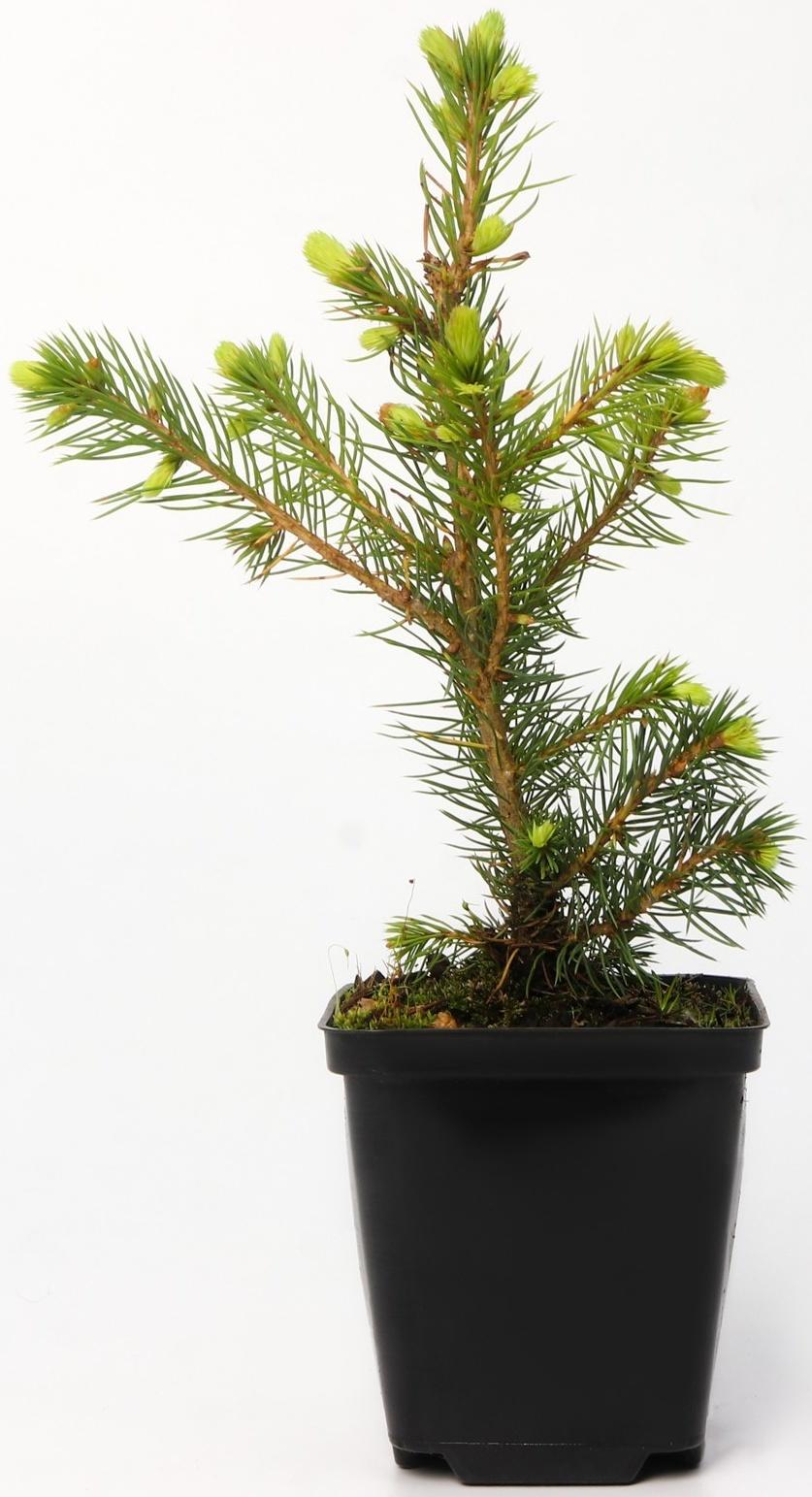 Ель колючая Глаука 