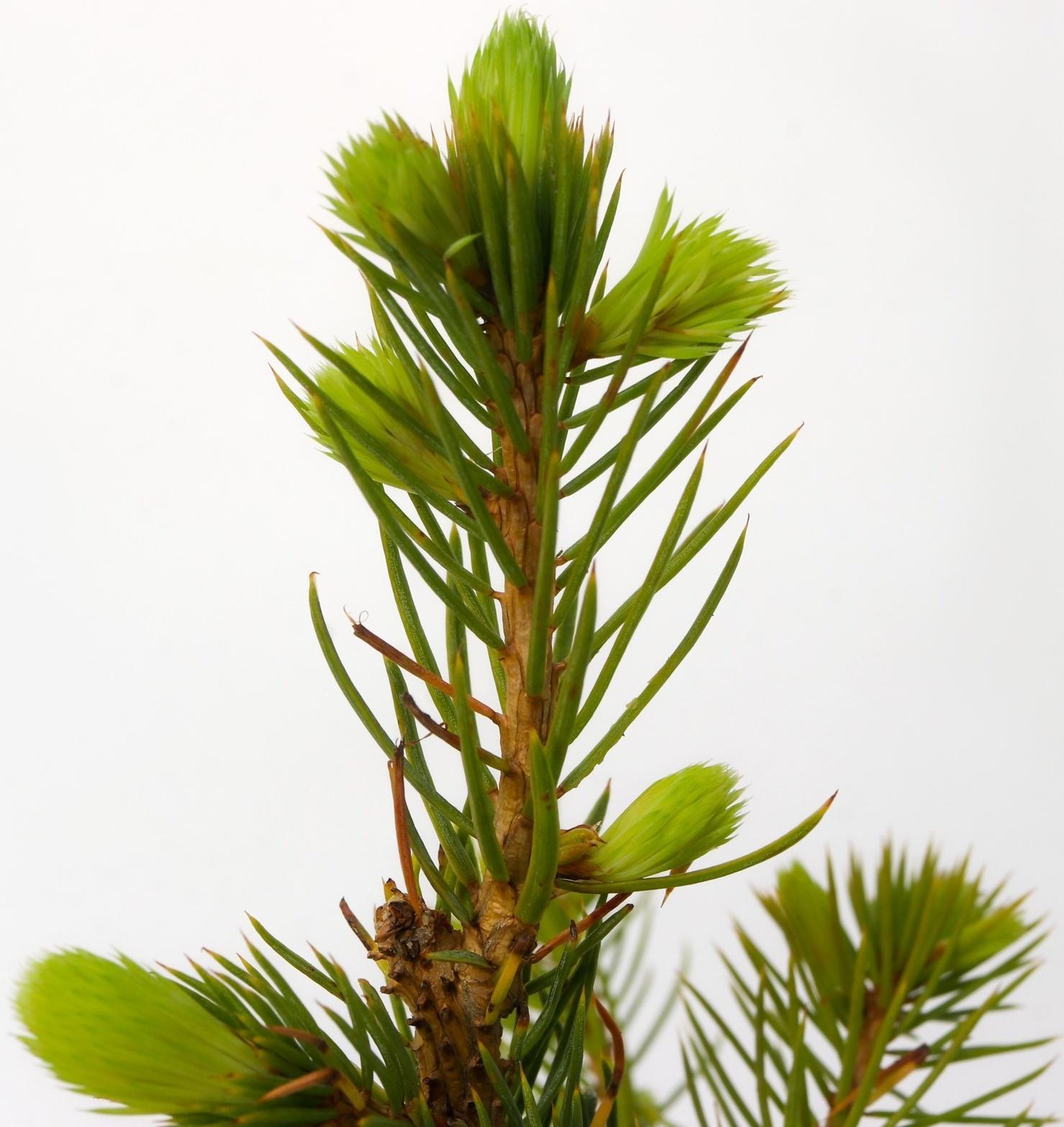 Ель колючая Глаука 