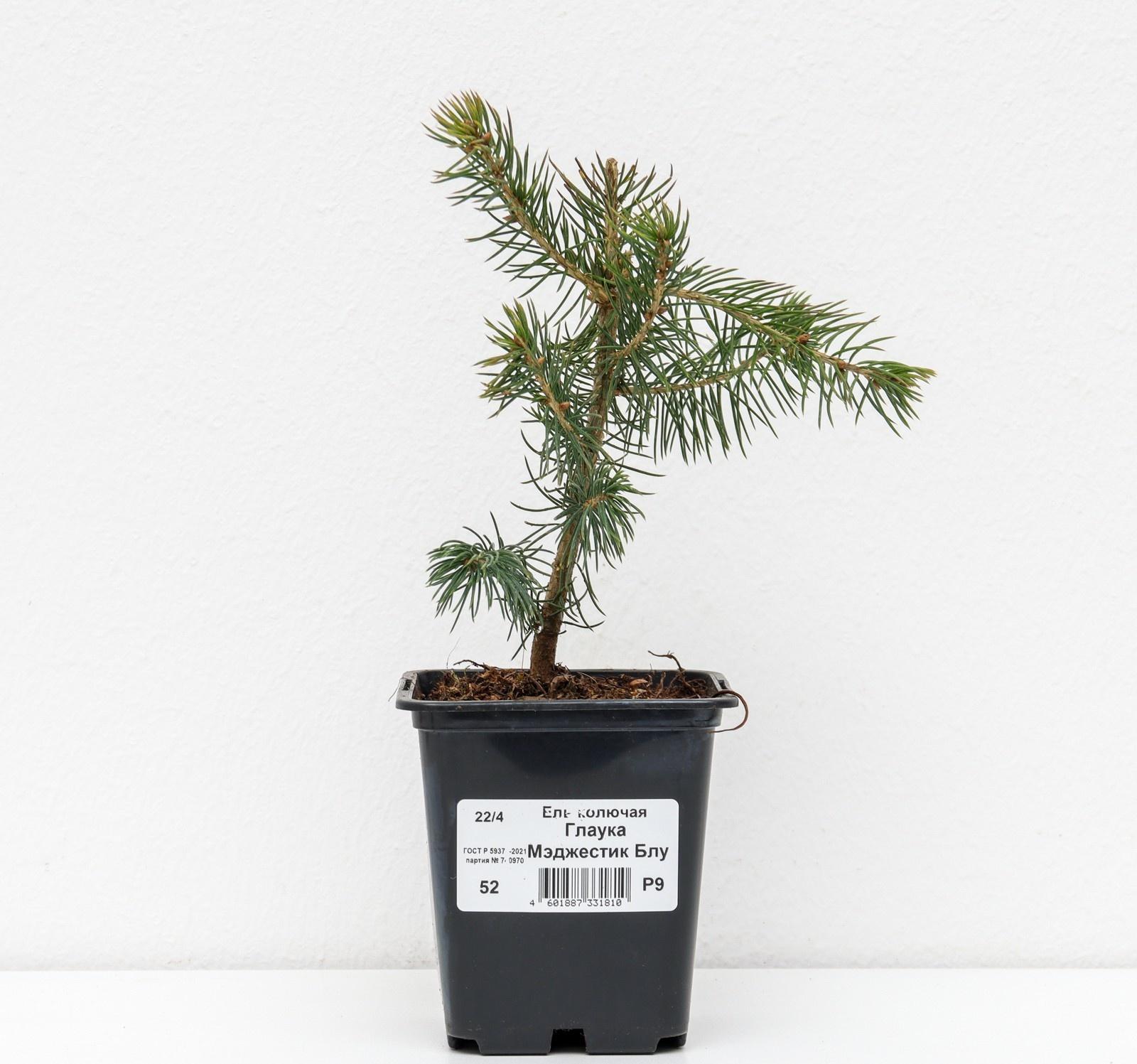 Ель колючая Глаука 