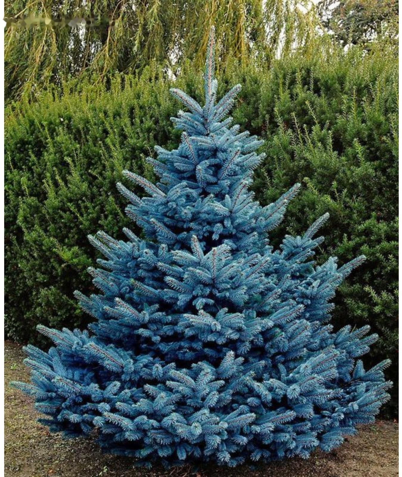 Ель колючая Глаука 