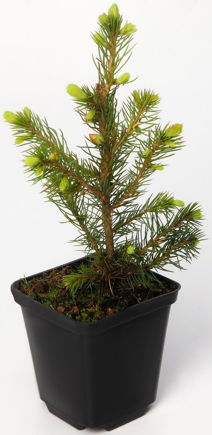 Ель колючая Глаука 