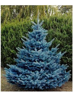 Ель колючая Глаука 