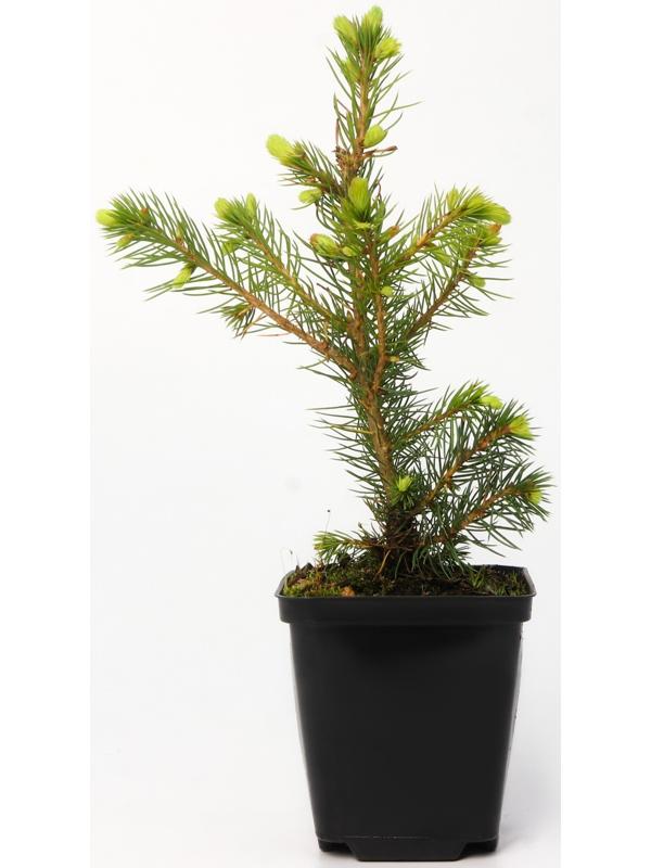 Ель колючая Глаука 