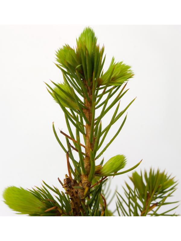 Ель колючая Глаука 