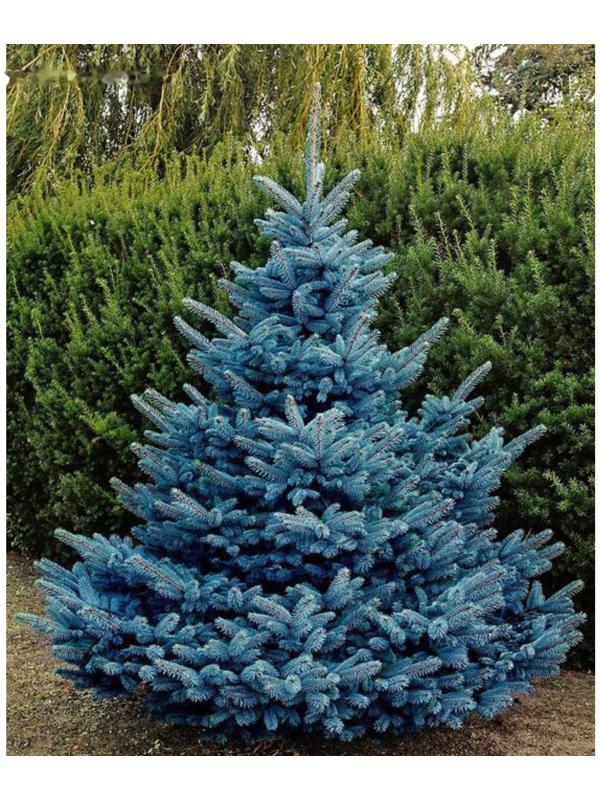 Ель колючая Глаука 