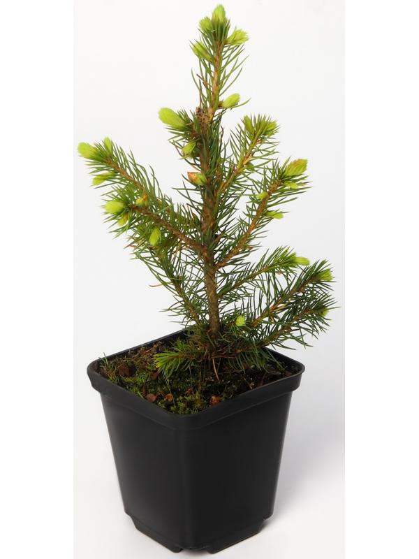 Ель колючая Глаука 