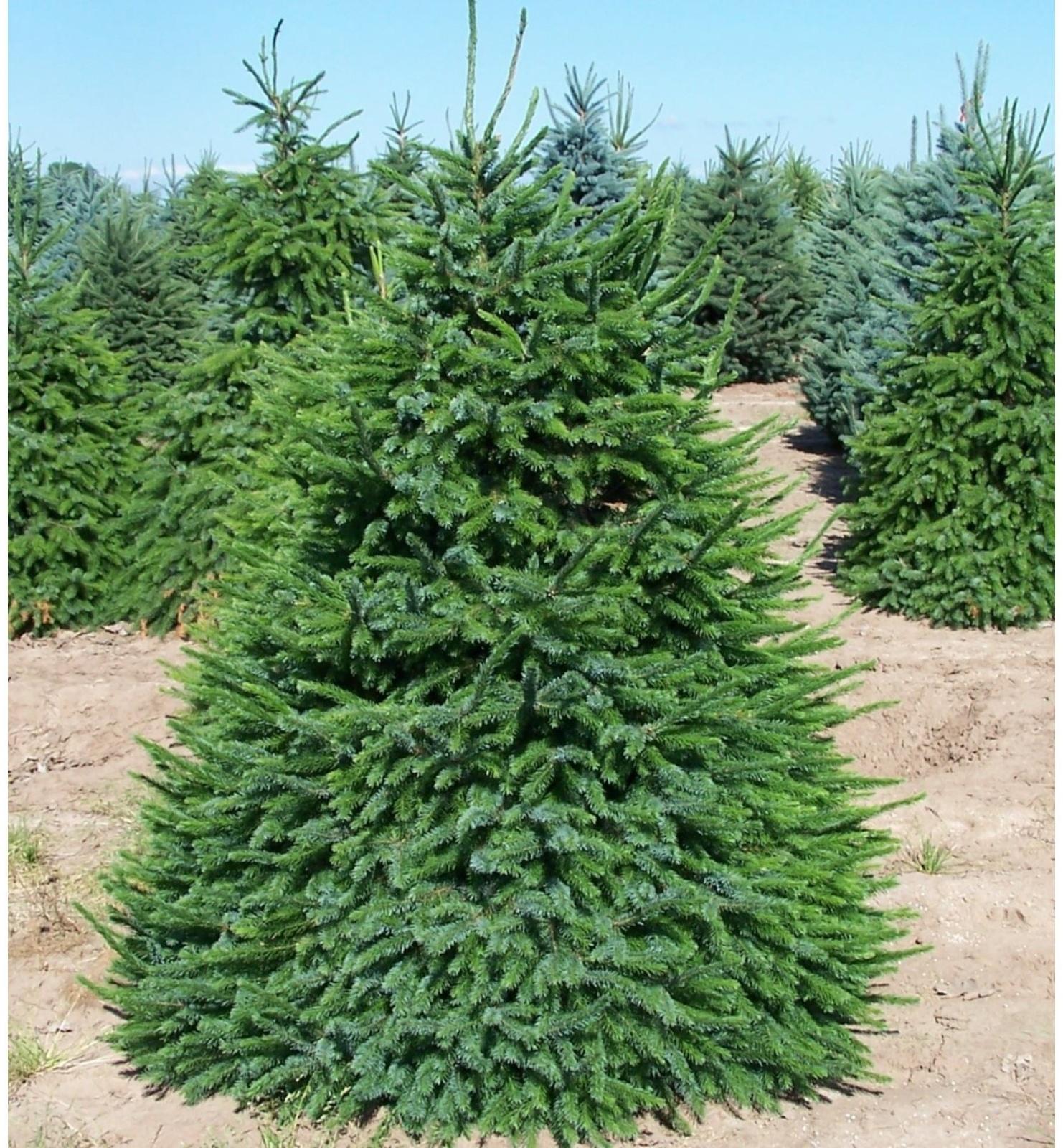 Ель сербская, Р9, 1шт, h 3-20 см, Весна 2024