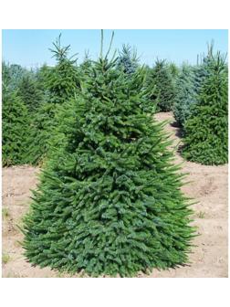 Ель сербская, Р9, 1шт, h 3-20 см, Весна 2024
