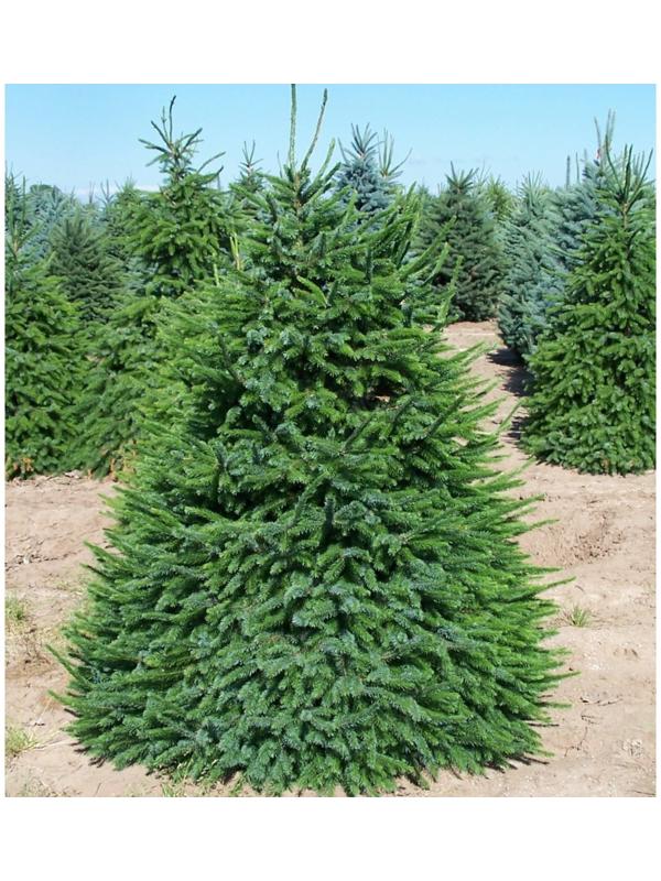 Ель сербская, Р9, 1шт, h 3-20 см, Весна 2024