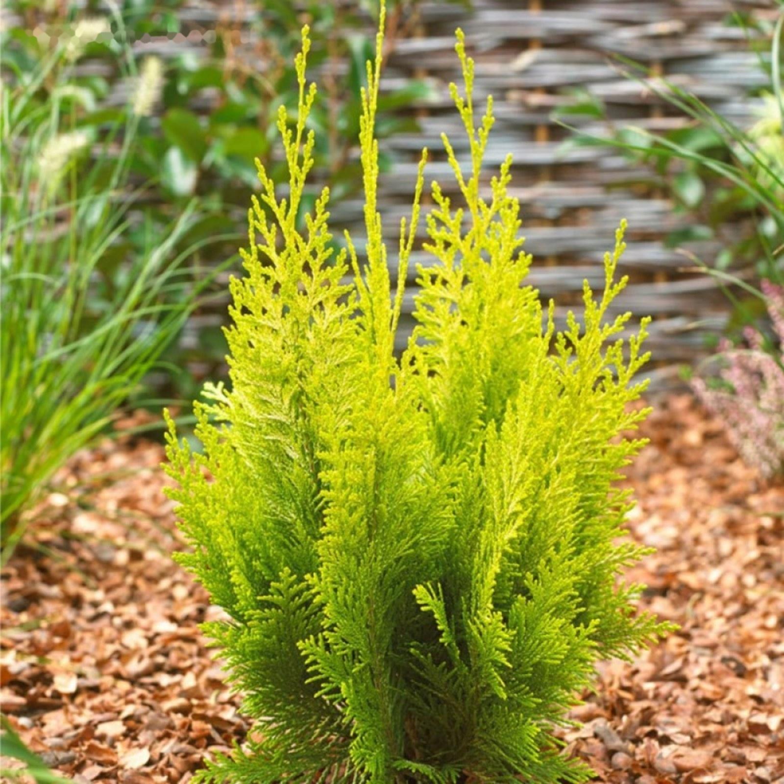 Кипарисовик 