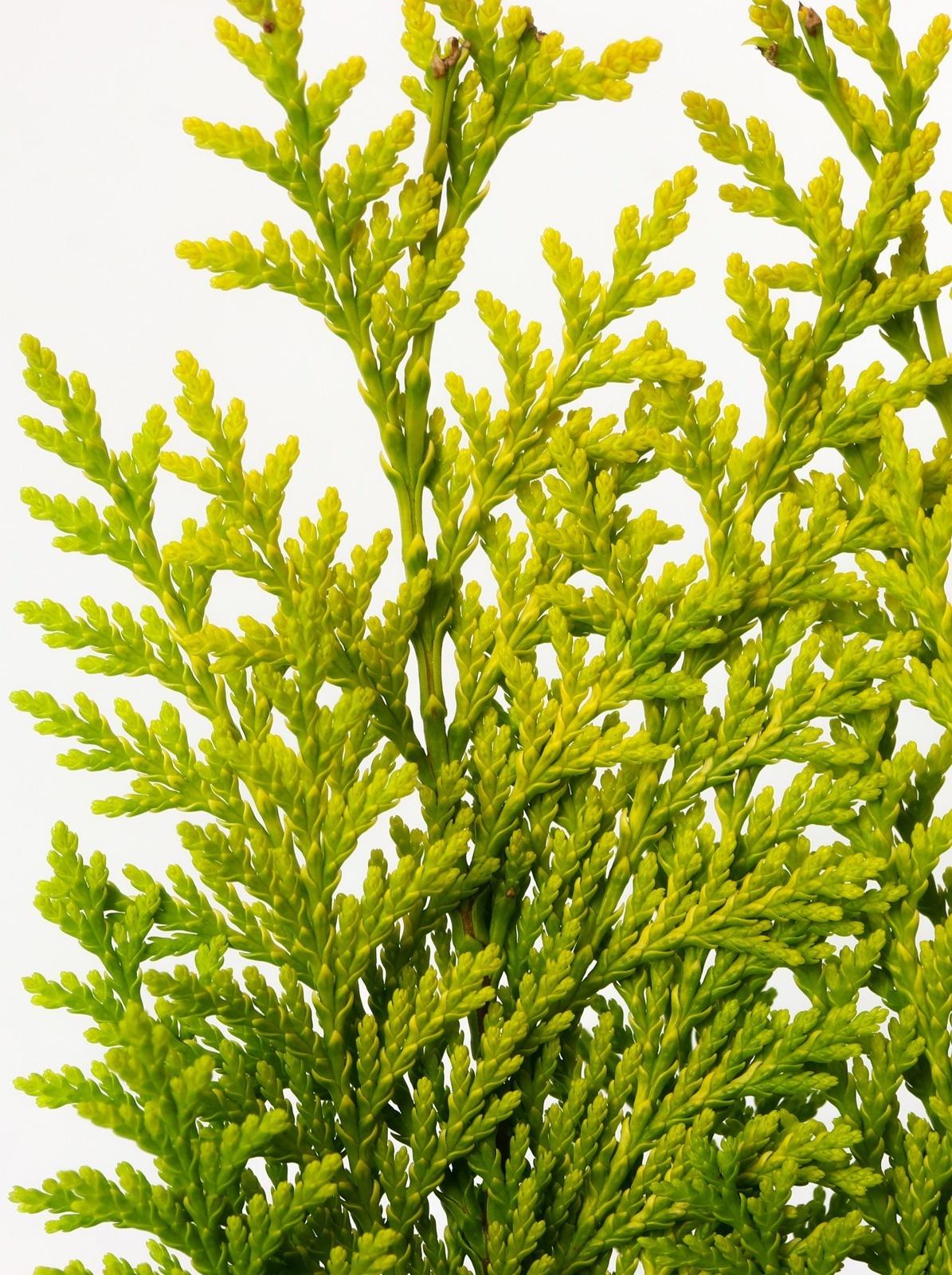 Кипарисовик 