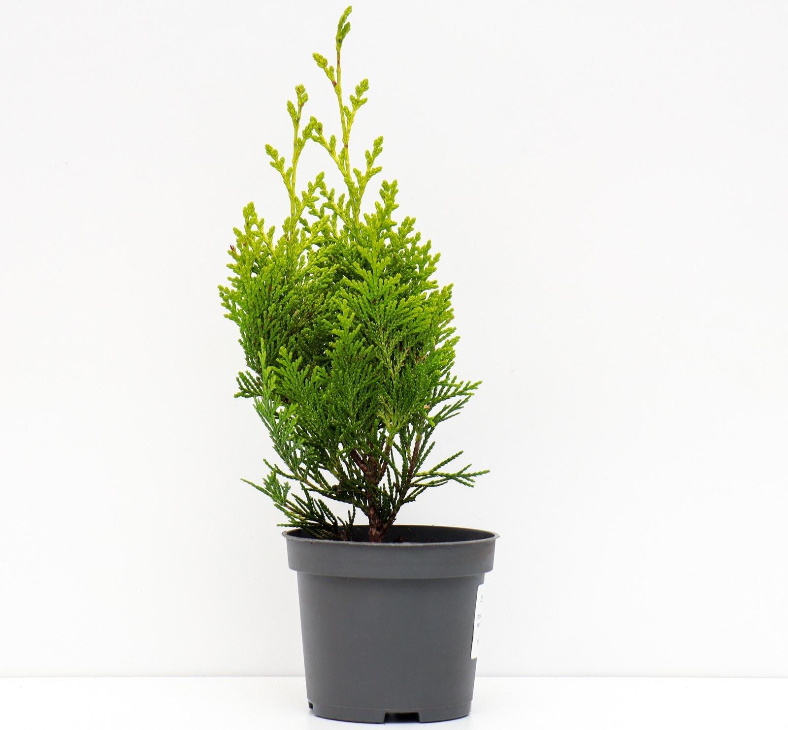 Кипарисовик 