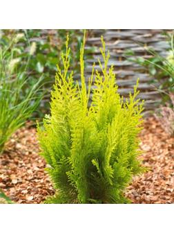 Кипарисовик 