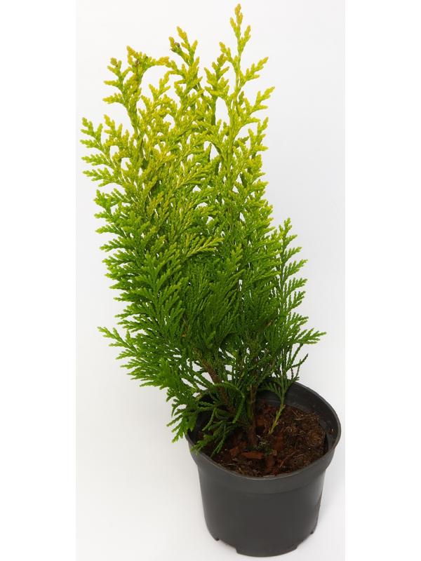 Кипарисовик 