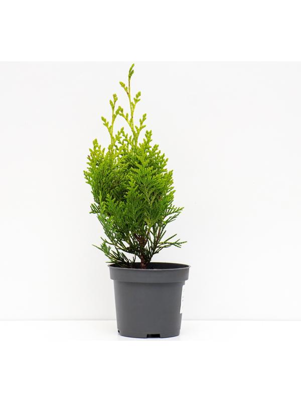 Кипарисовик 