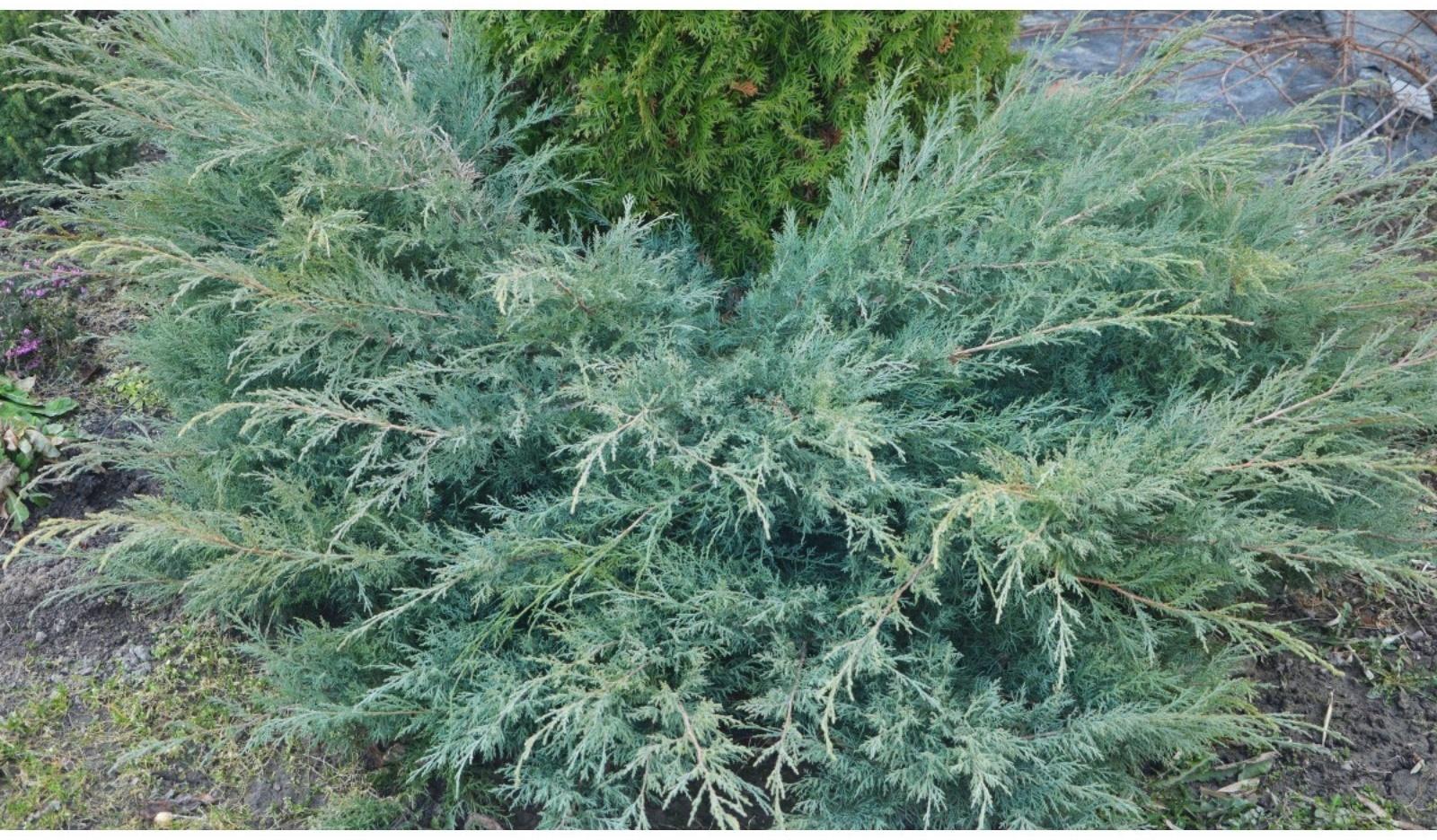 Можжевельник виргинский 