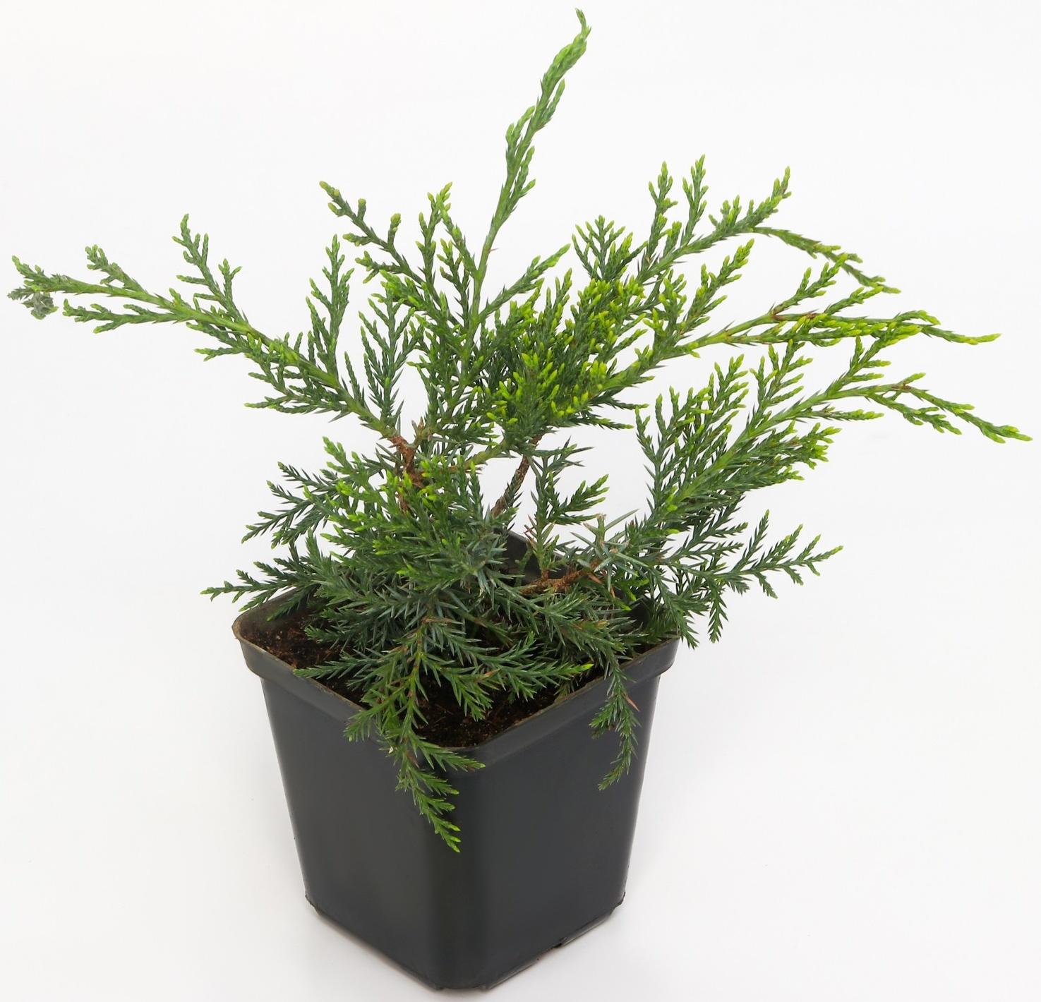 Можжевельник виргинский 