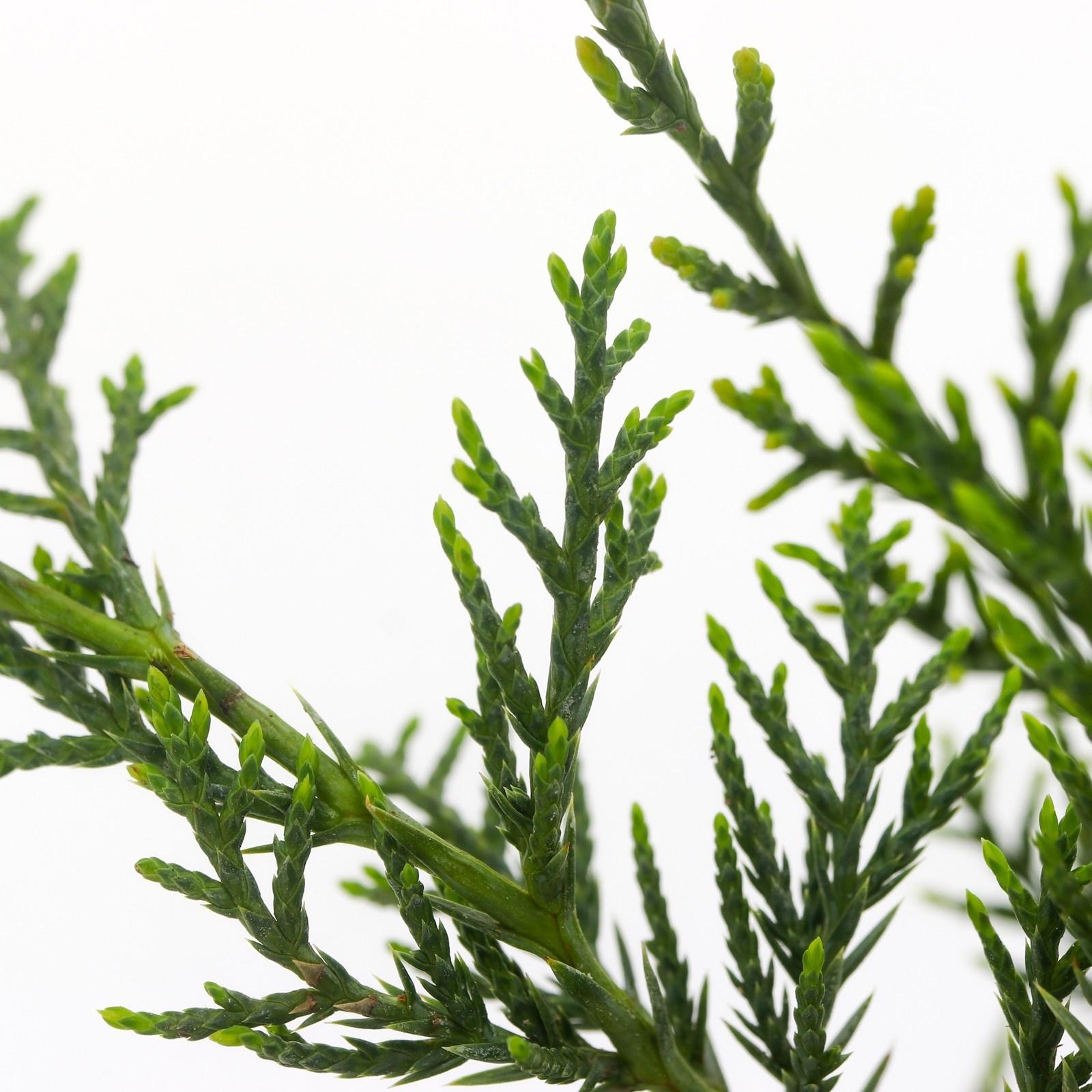 Можжевельник виргинский 