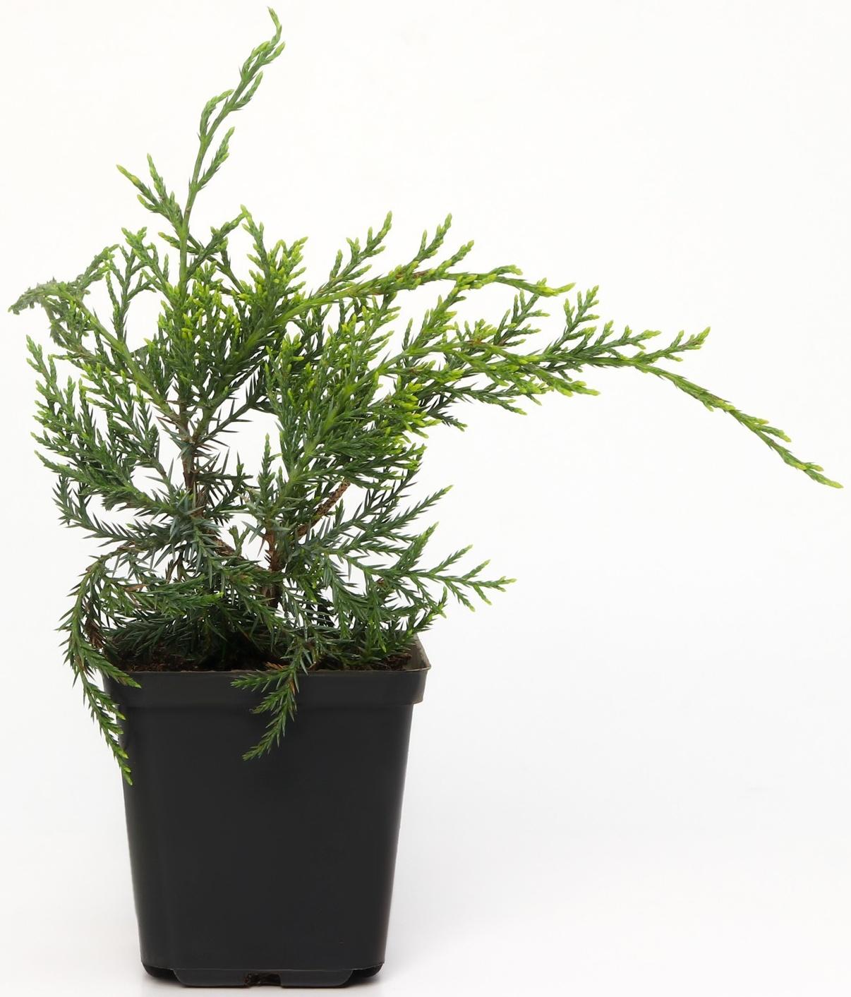 Можжевельник виргинский 