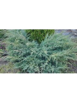 Можжевельник виргинский 