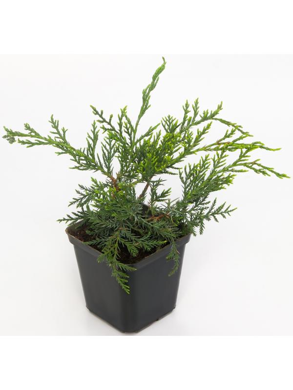 Можжевельник виргинский 