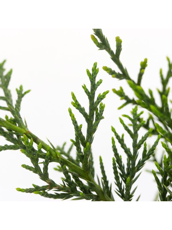 Можжевельник виргинский 