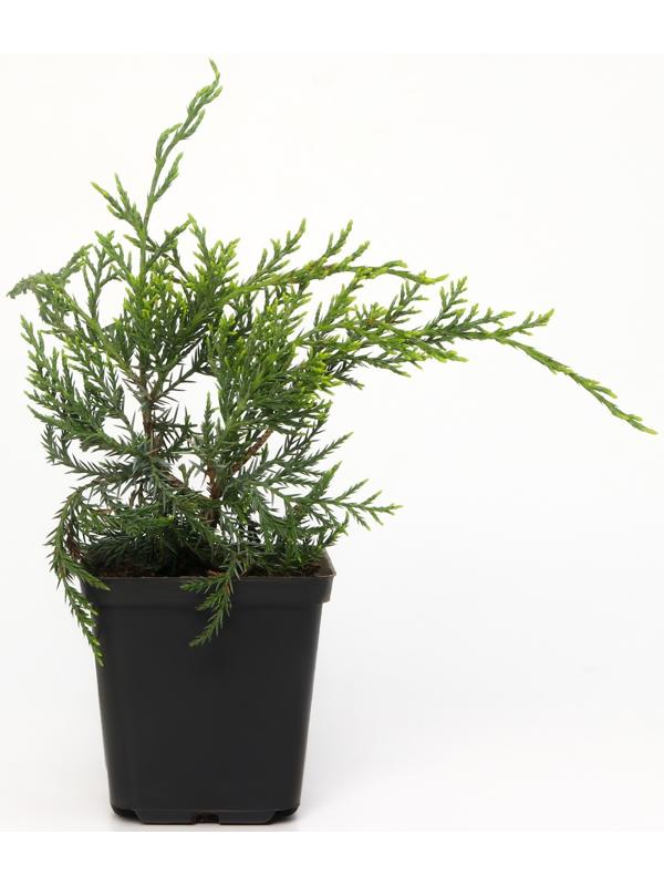 Можжевельник виргинский 