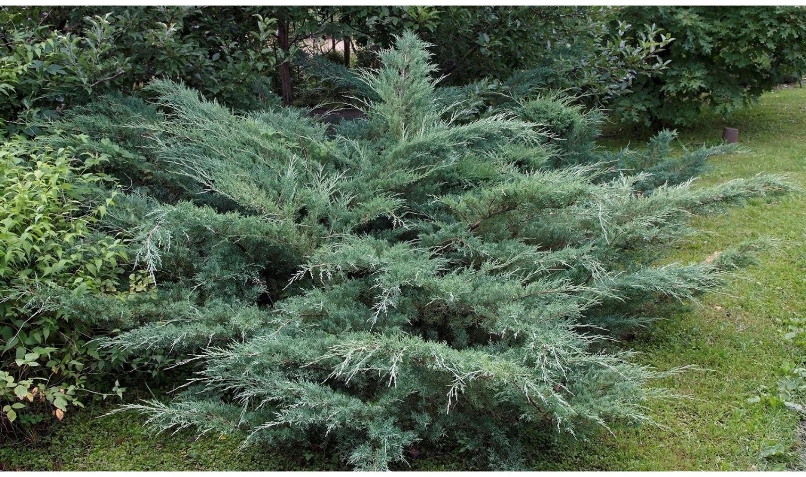 Можжевельник виргинский 