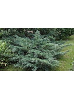 Можжевельник виргинский 