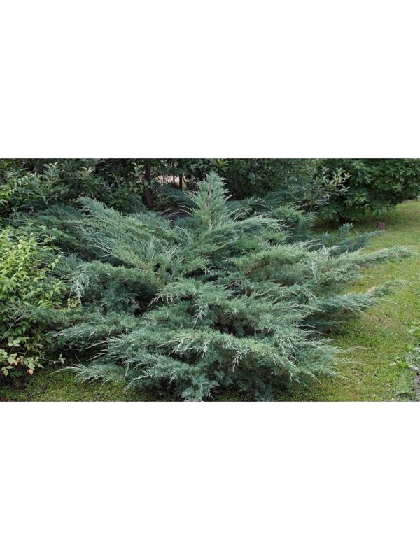 Можжевельник виргинский 