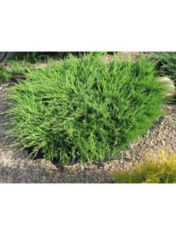 Можжевельник горизонтальный 