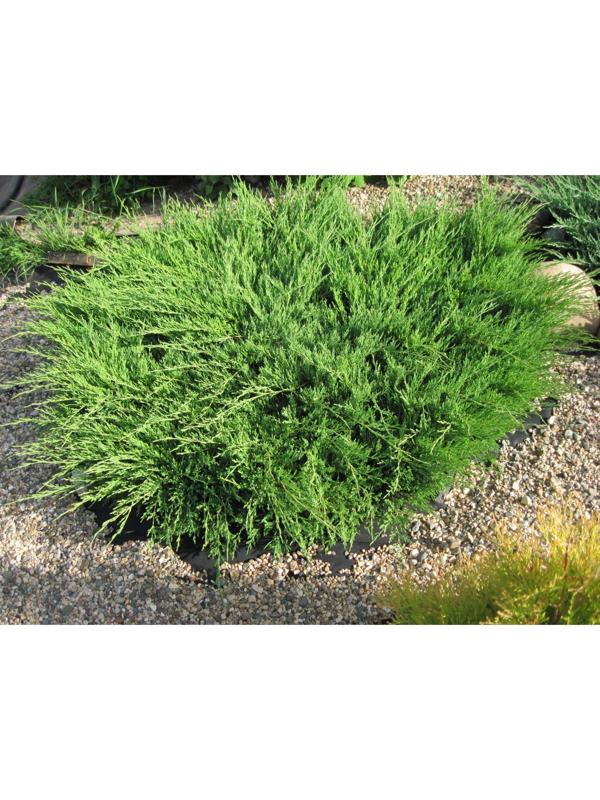 Можжевельник горизонтальный 