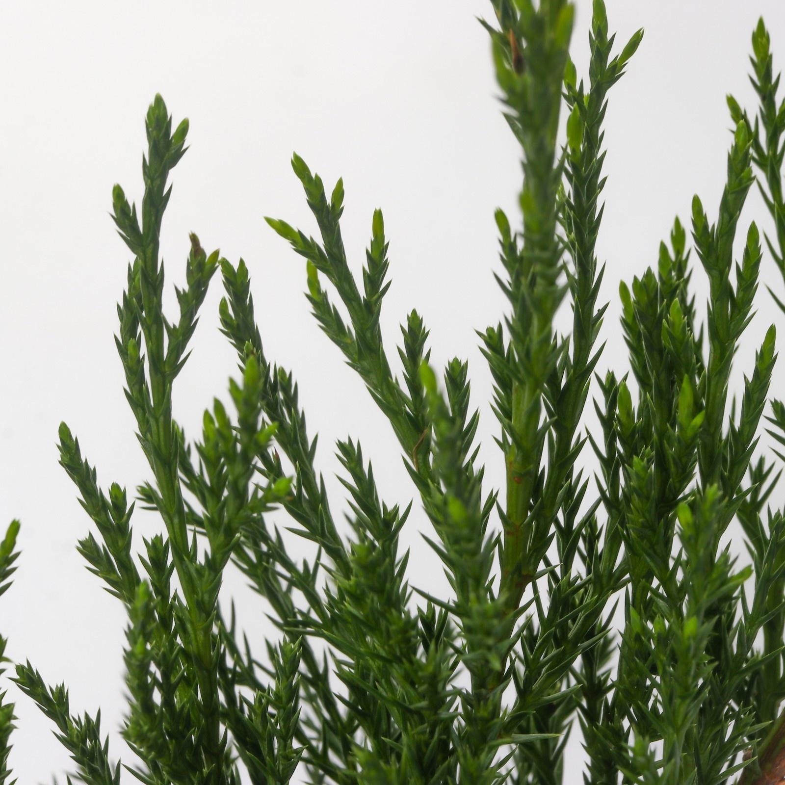 Можжевельник казацкий, Р9, 1шт, h 3-20 см, Весна 2024