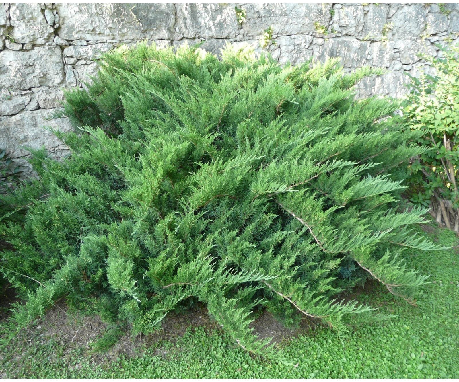 Можжевельник казацкий, Р9, 1шт, h 3-20 см, Весна 2024