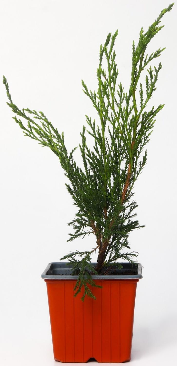 Можжевельник казацкий, Р9, 1шт, h 3-20 см, Весна 2024