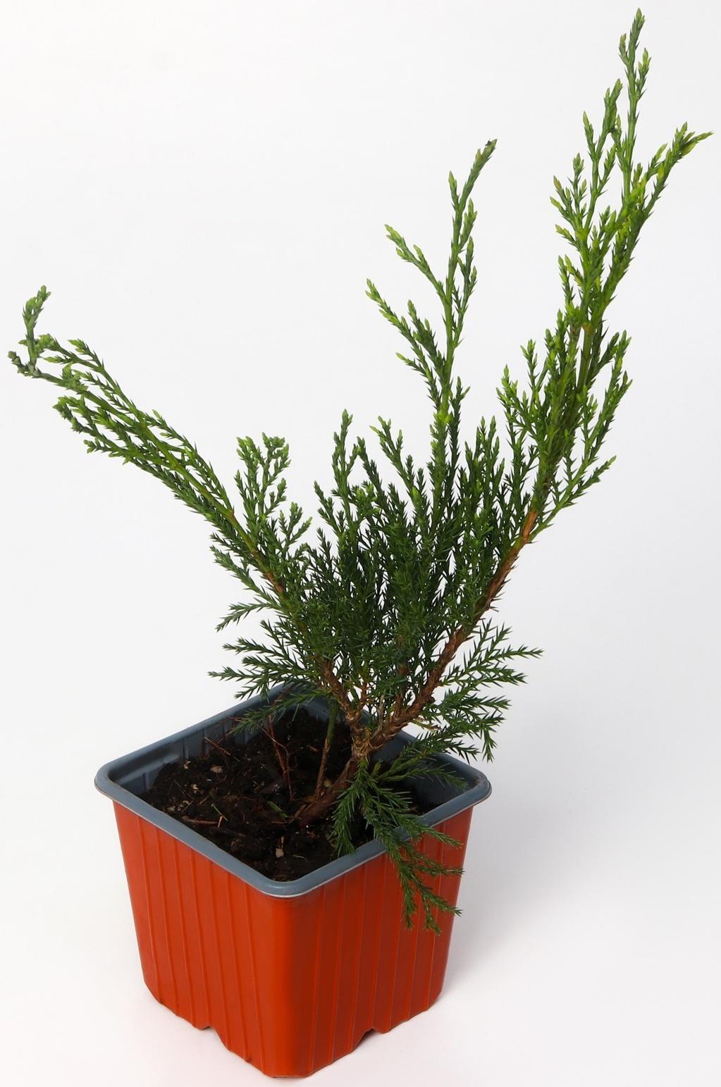 Можжевельник казацкий, Р9, 1шт, h 3-20 см, Весна 2024