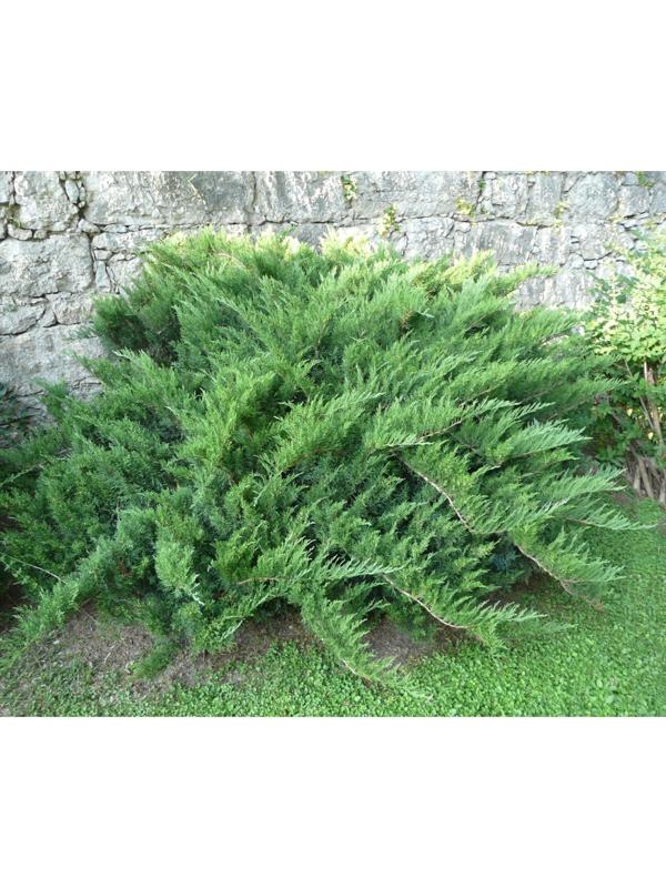 Можжевельник казацкий, Р9, 1шт, h 3-20 см, Весна 2024