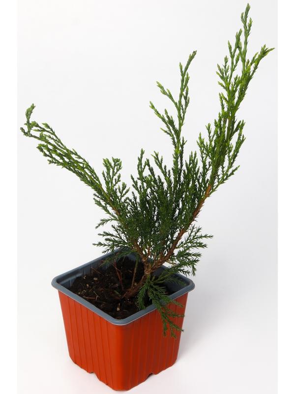 Можжевельник казацкий, Р9, 1шт, h 3-20 см, Весна 2024