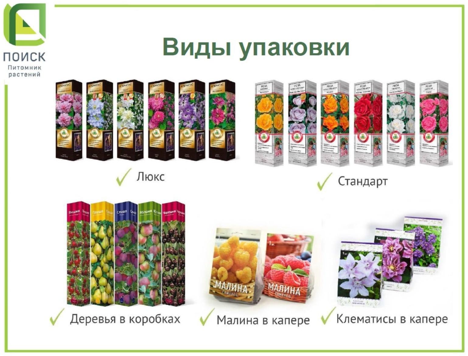 Можжевельник казацкий 