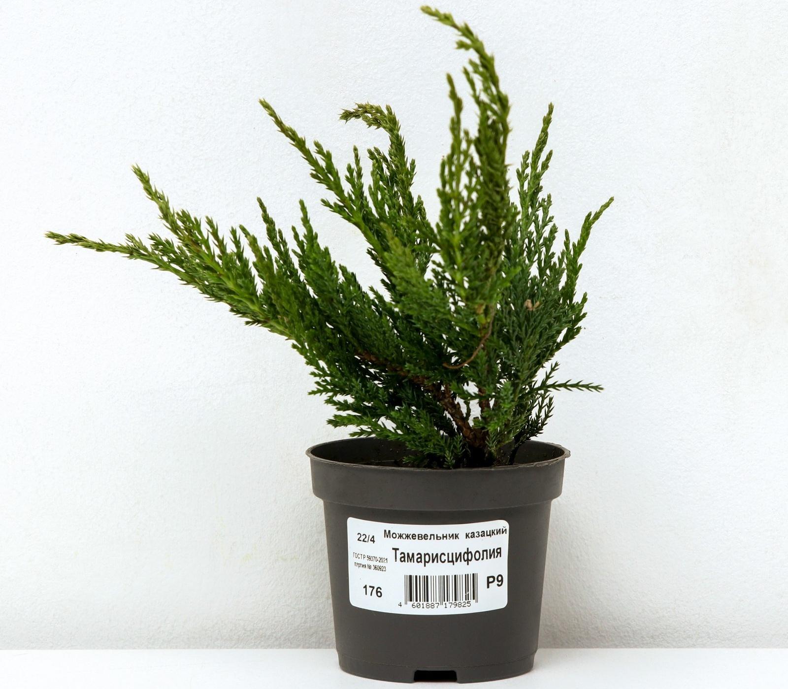 Можжевельник казацкий 