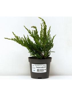 Можжевельник казацкий 