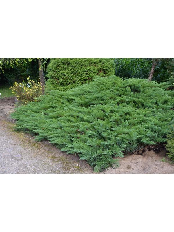 Можжевельник казацкий 