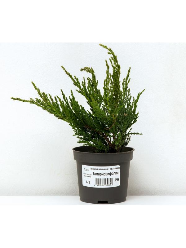 Можжевельник казацкий 