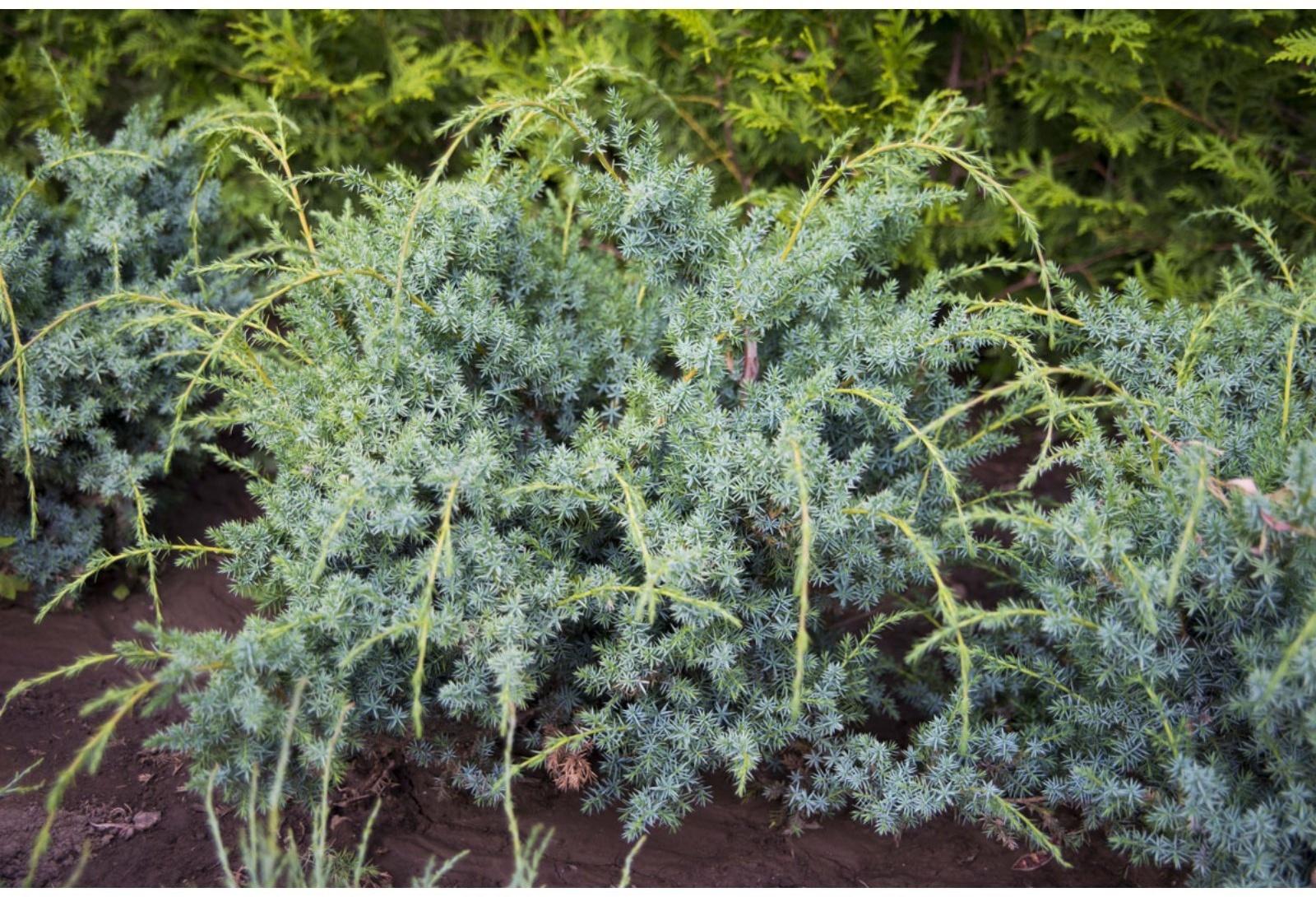 Можжевельник китайский 