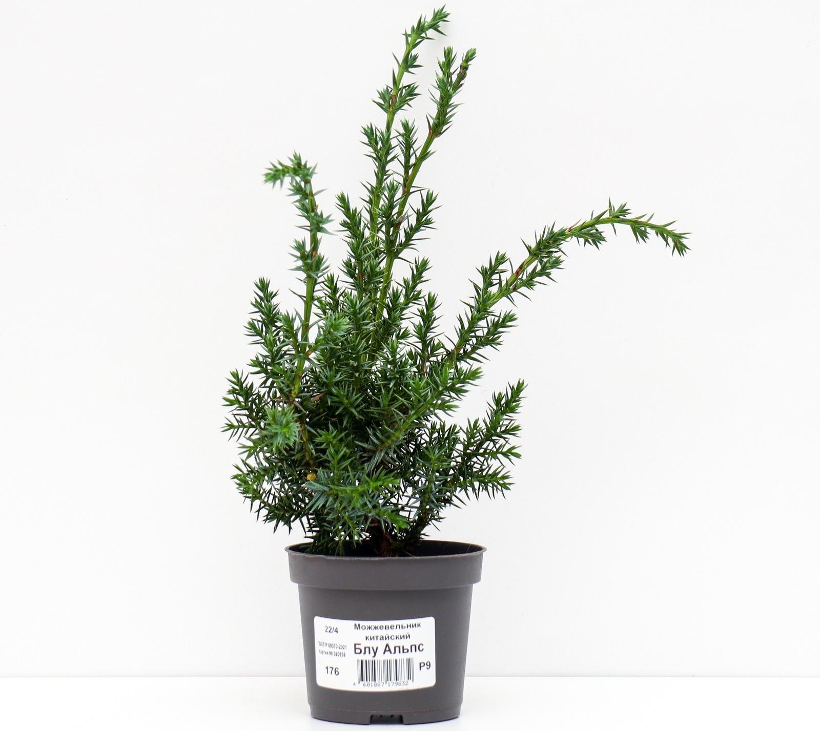 Можжевельник китайский 