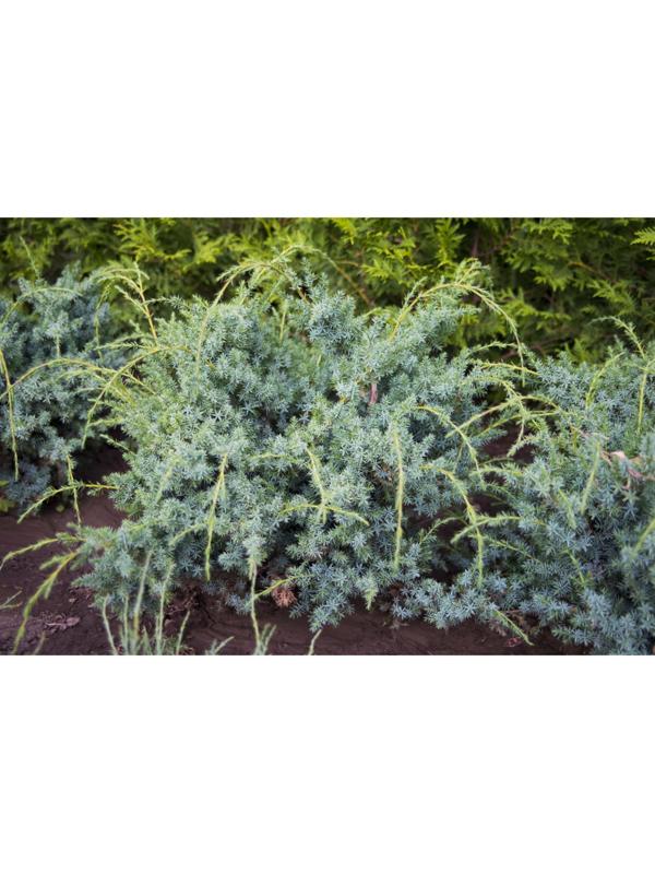 Можжевельник китайский 