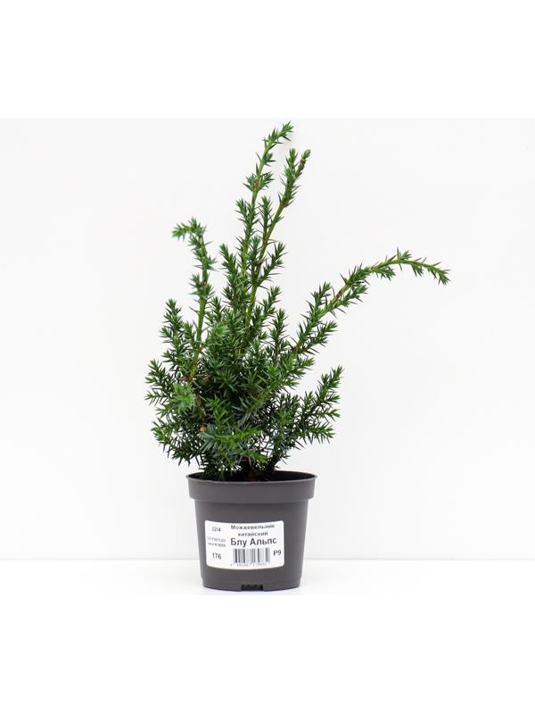 Можжевельник китайский 